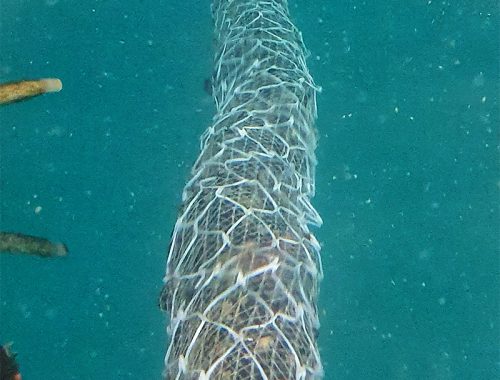 Azione preparatoria: A.3 di LIFE MUSCLES per il biopolimero