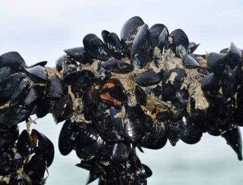 Circular Supply Chain Management: LIFE MUSCLES per una filiera circolare della mitilicoltura